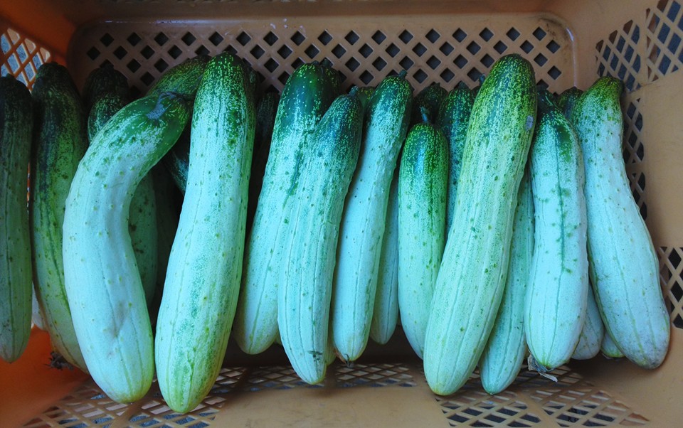 江戸伝統野菜「半白きゅうり」